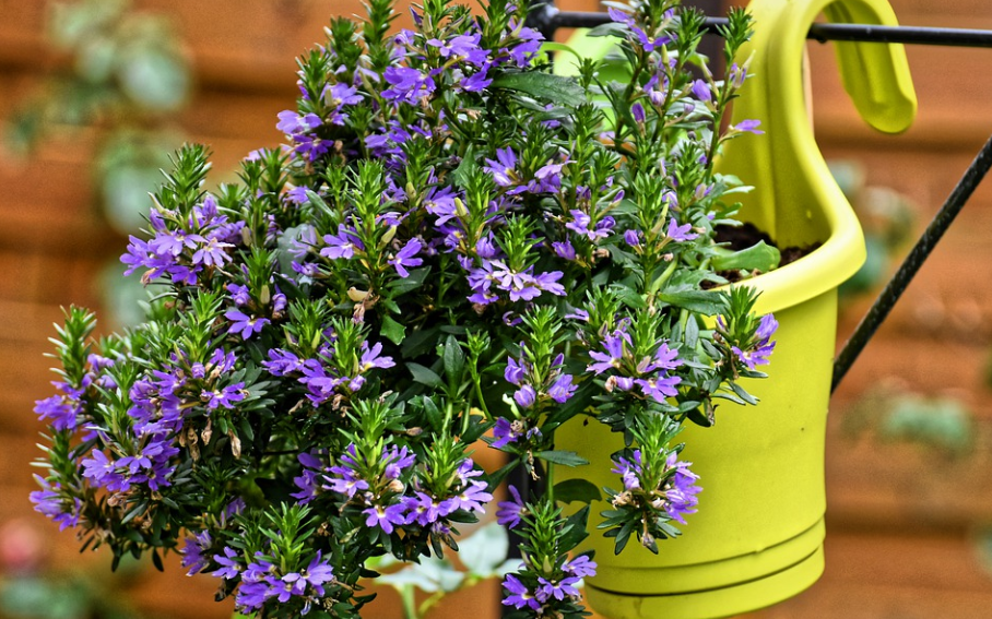 container gardening